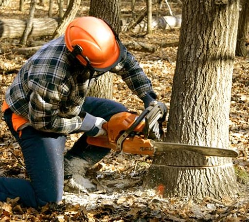 Tree Removal in Charles City, VA